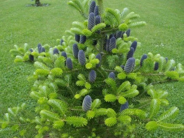 Пихта корейская (Abies koreana)