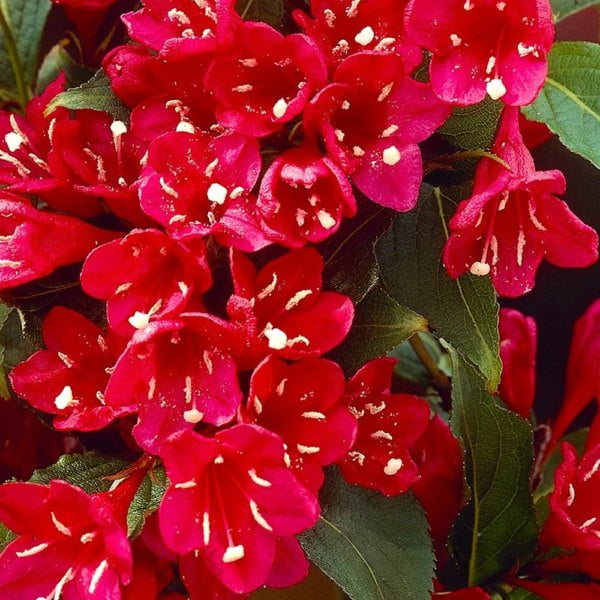 Вейгела цветущая "Ред Принц"