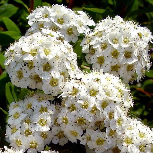 Спирея ниппонская "Сноумаунд" (Snowmound)