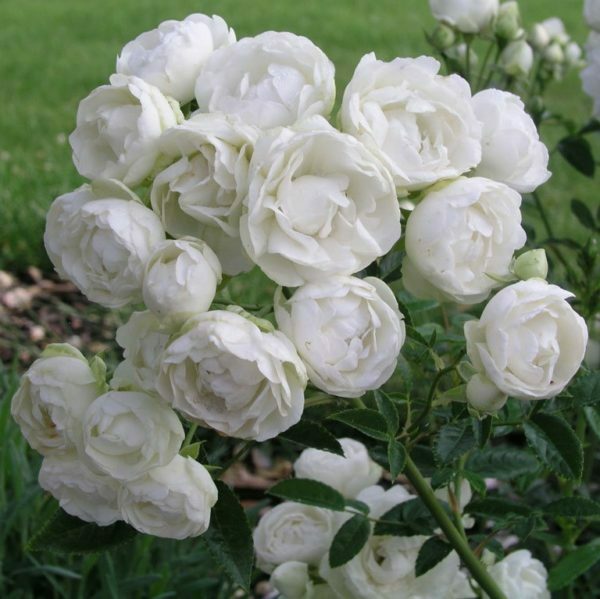 Роза полиантовая Морздаг Уайт (Morsdag White)